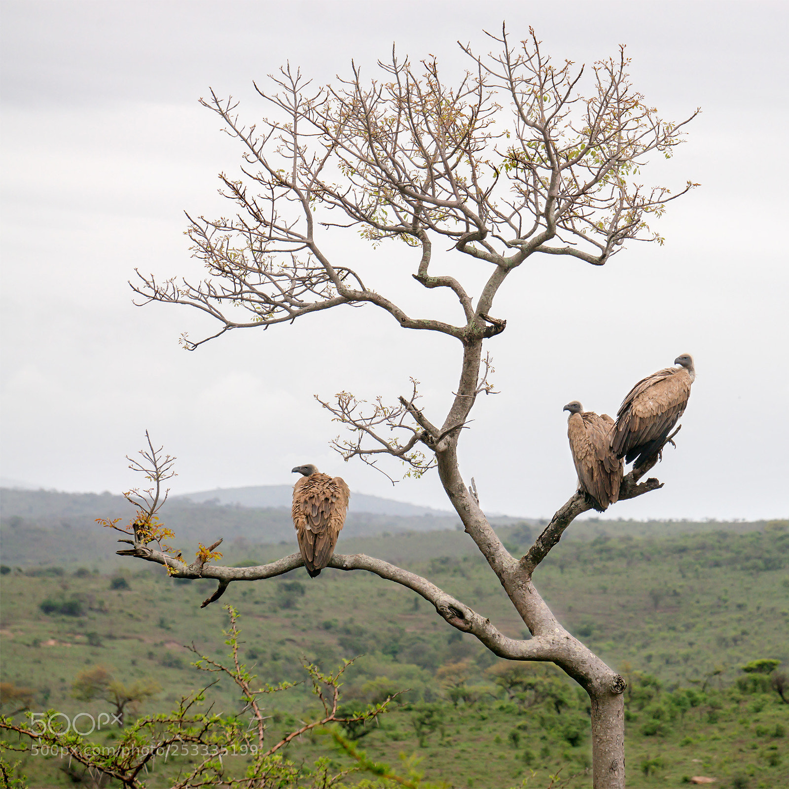 Sony Alpha NEX-6 sample photo. Is that lunch arriving photography