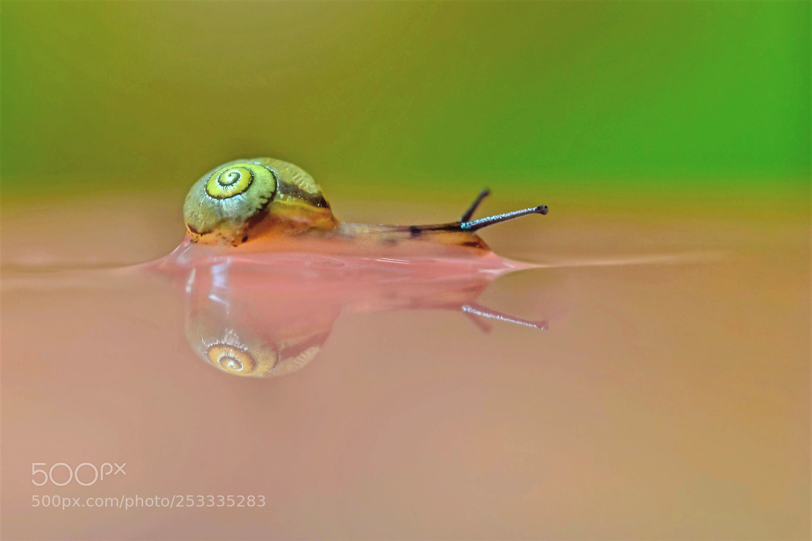 Canon EOS 1100D (EOS Rebel T3 / EOS Kiss X50) sample photo. Escargot sur l'eau photography