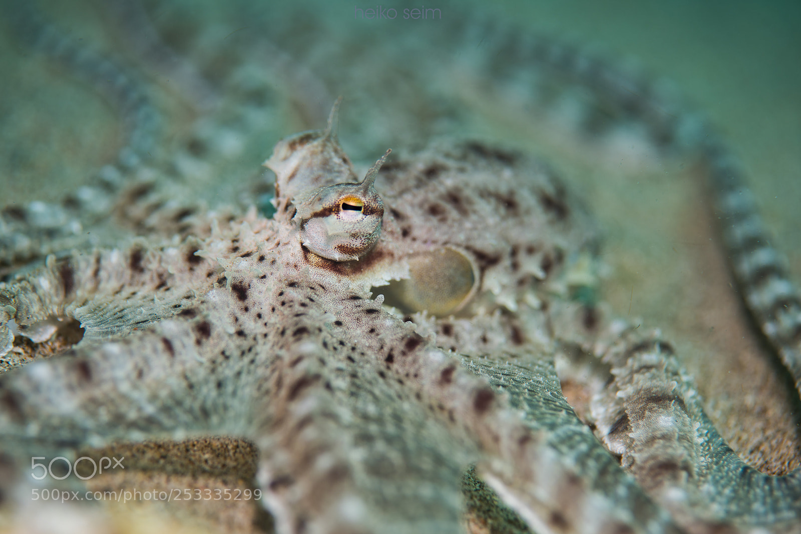 Nikon D810 sample photo. Mimic octopus photography