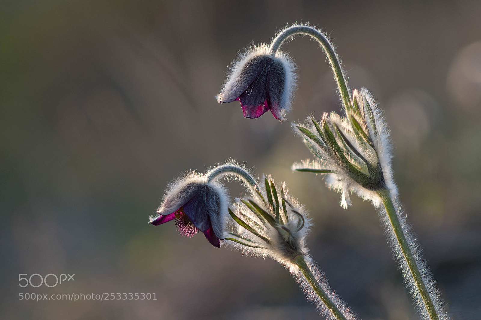 Nikon D500 sample photo. Pulsatilla nigricans duo photography