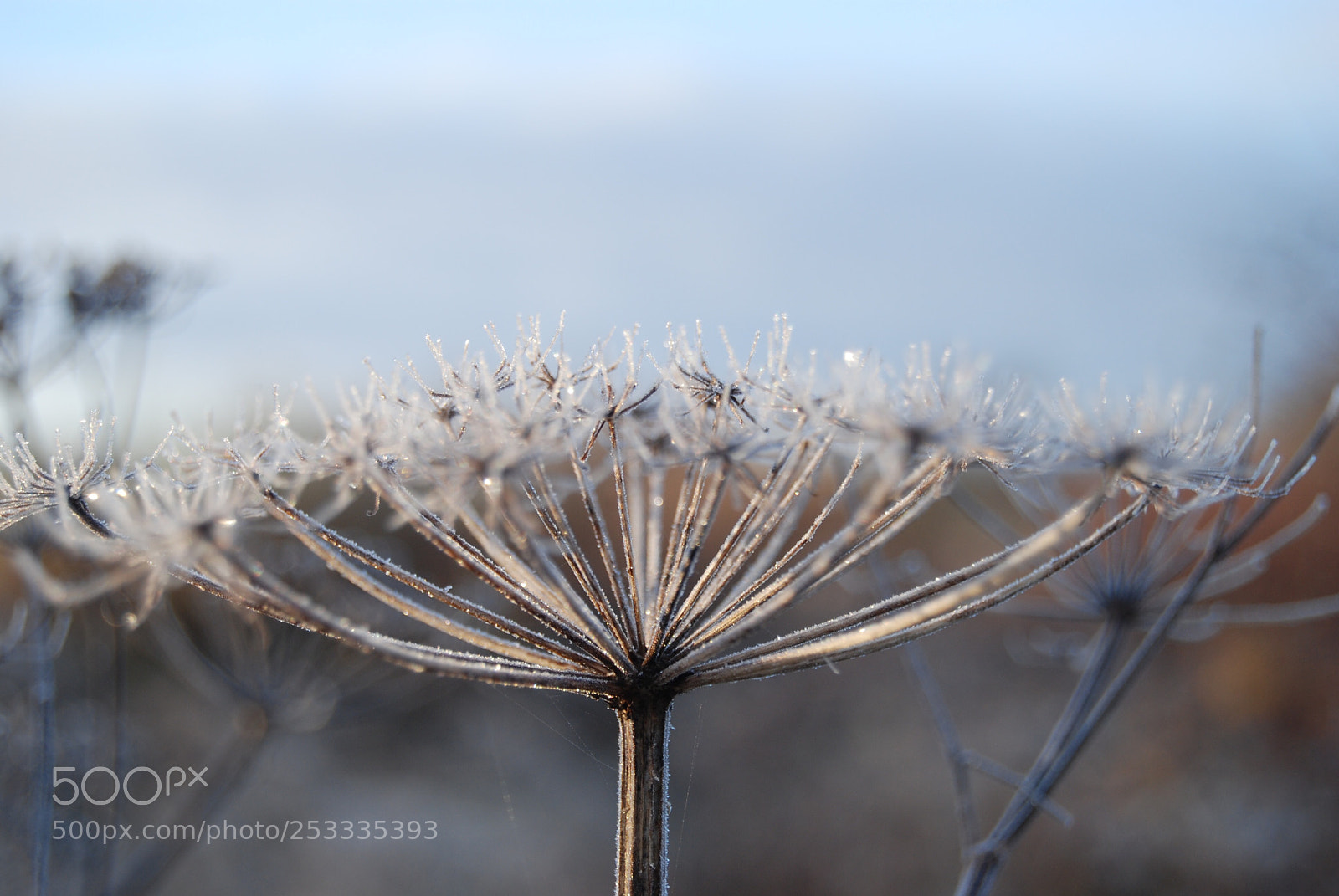 Nikon D80 sample photo. Just a frosty flower photography