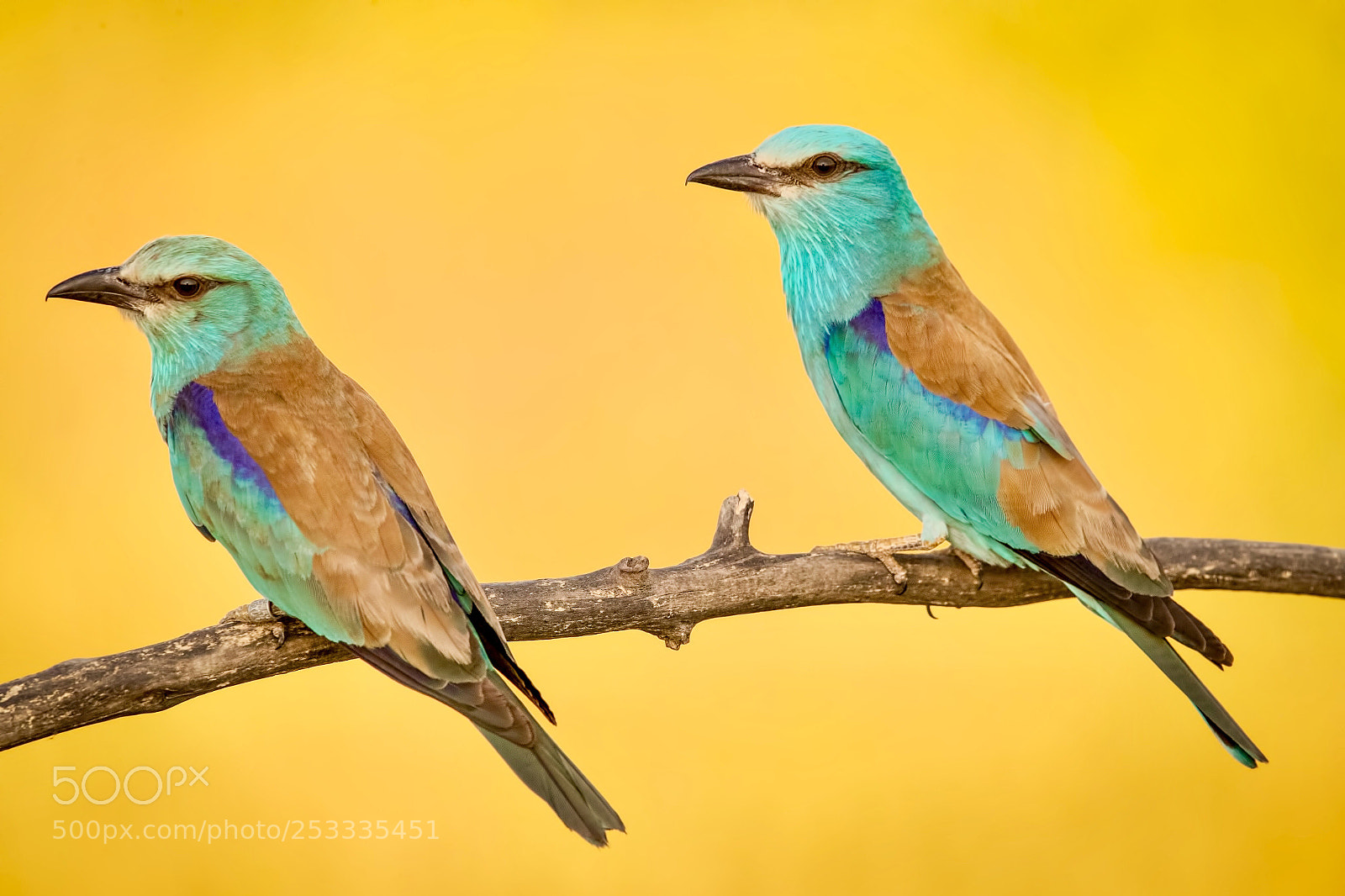 Canon EOS-1D X Mark II sample photo. European roller s photography