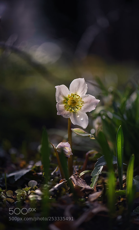 Nikon D600 sample photo. *** photography