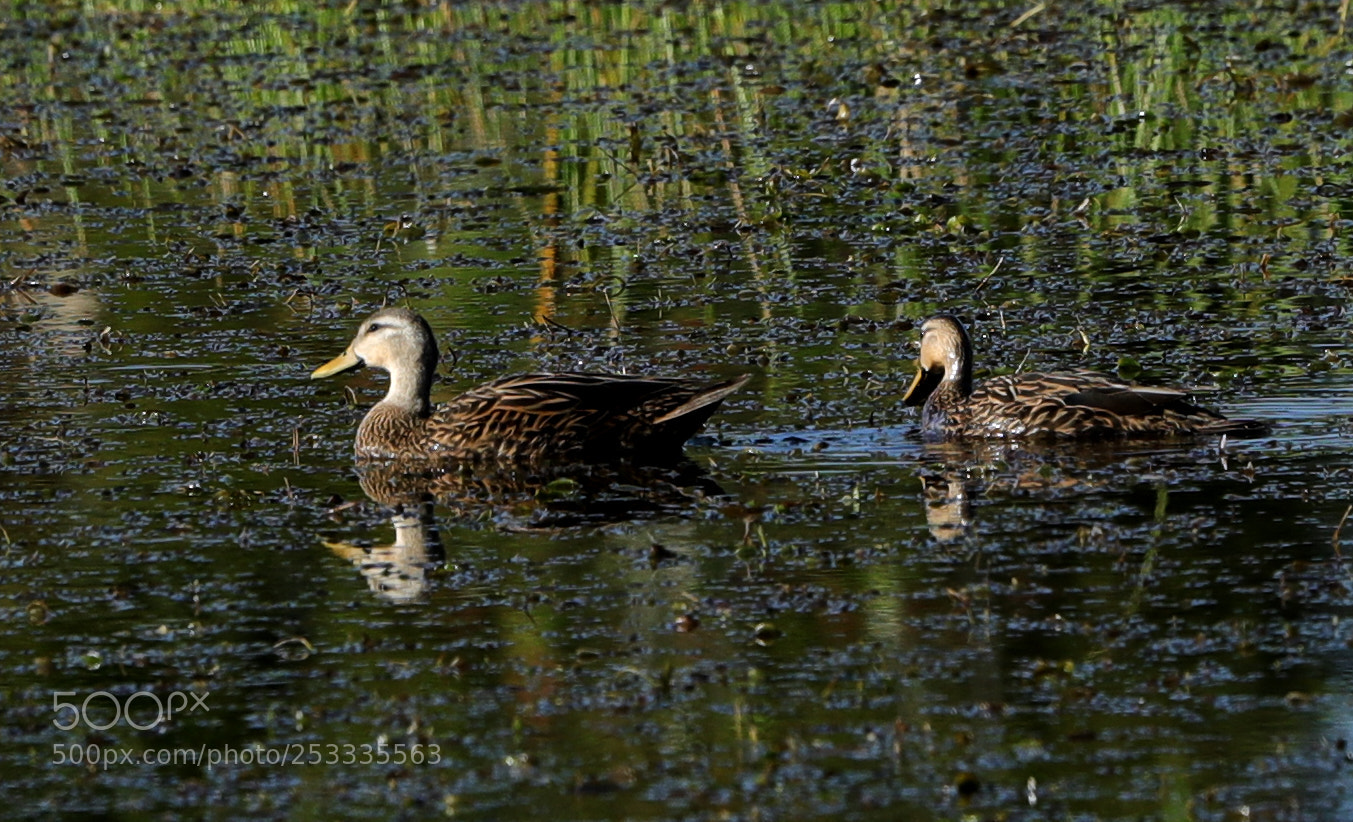 Canon EOS-1D X Mark II sample photo. 04-12-18-0011900.jpg photography