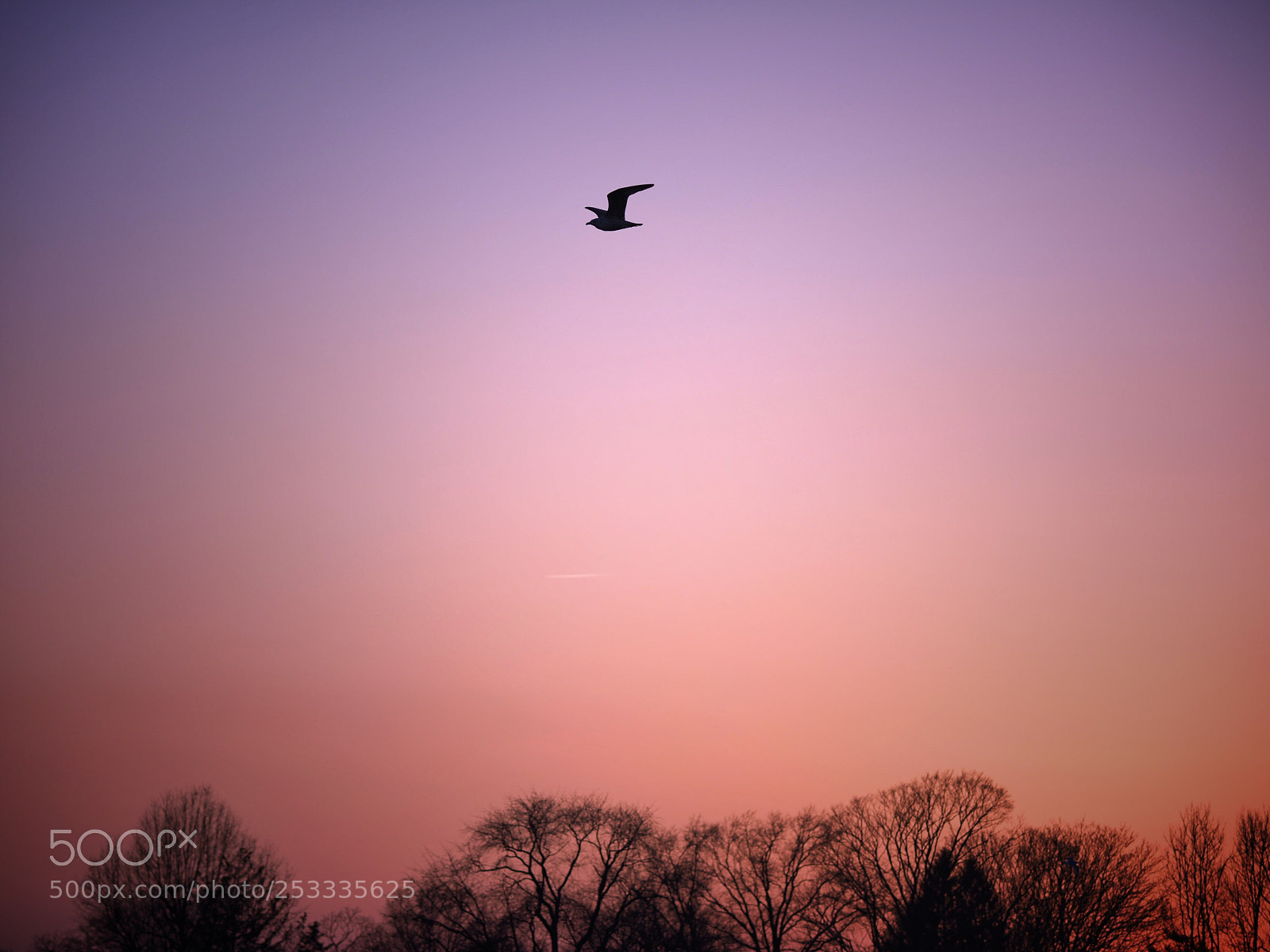 Olympus OM-D E-M1 Mark II sample photo. Freedom... photography