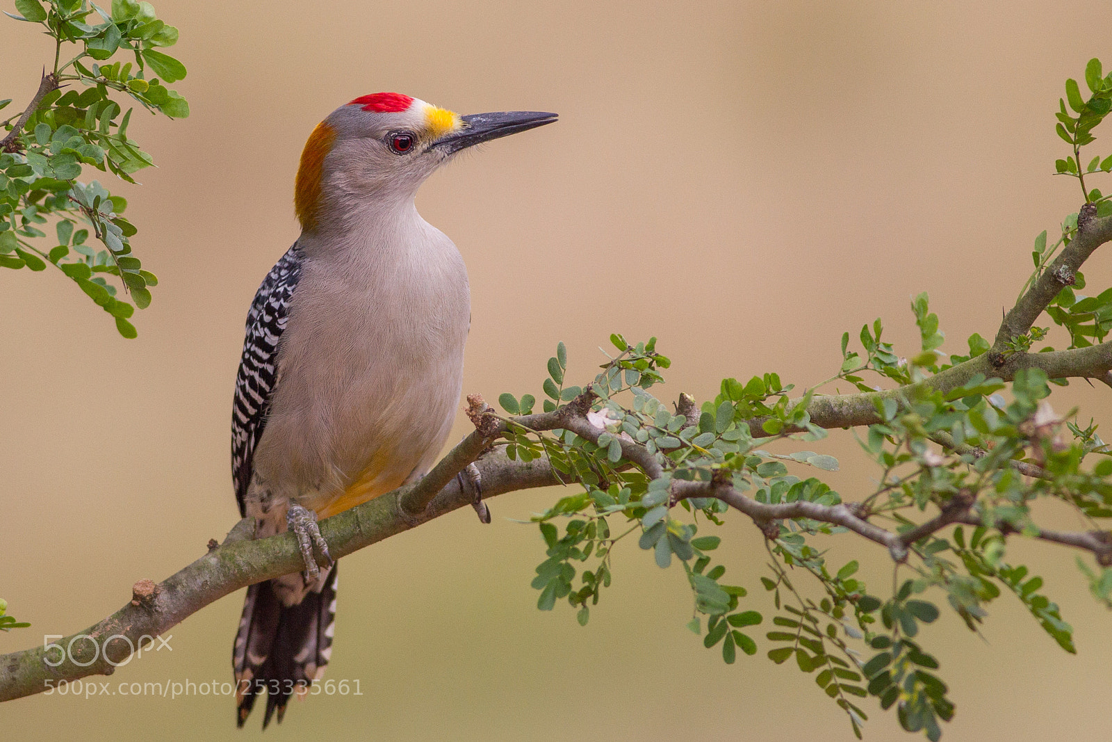Canon EOS-1D Mark IV sample photo. Golden-fronted woodpecker photography