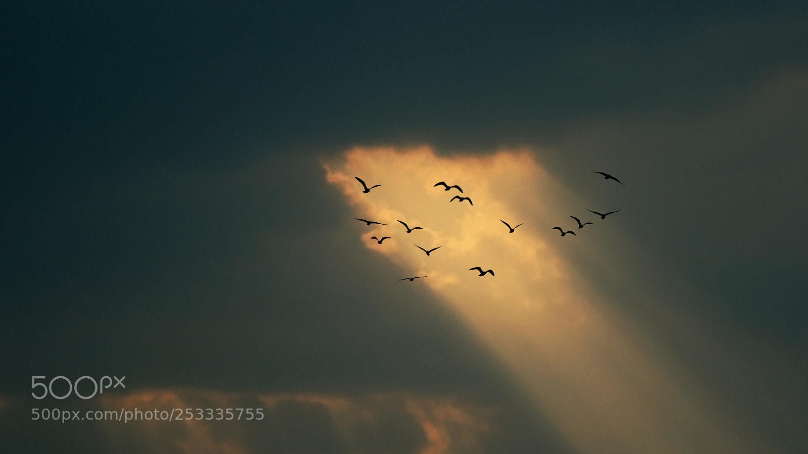 Sony Cyber-shot DSC-WX350 sample photo. Bird sky photography