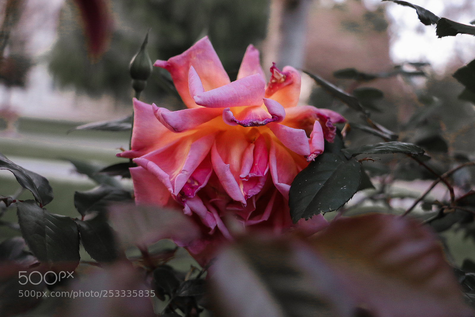 Canon EOS 70D sample photo. Sunburst photography