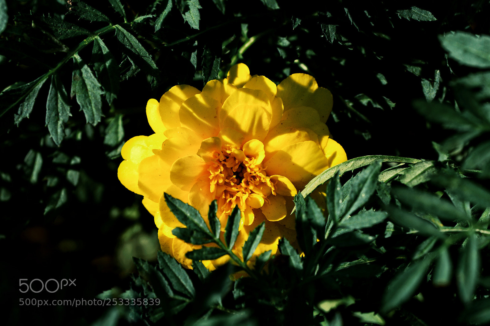 Nikon D7100 sample photo. Untitled photography