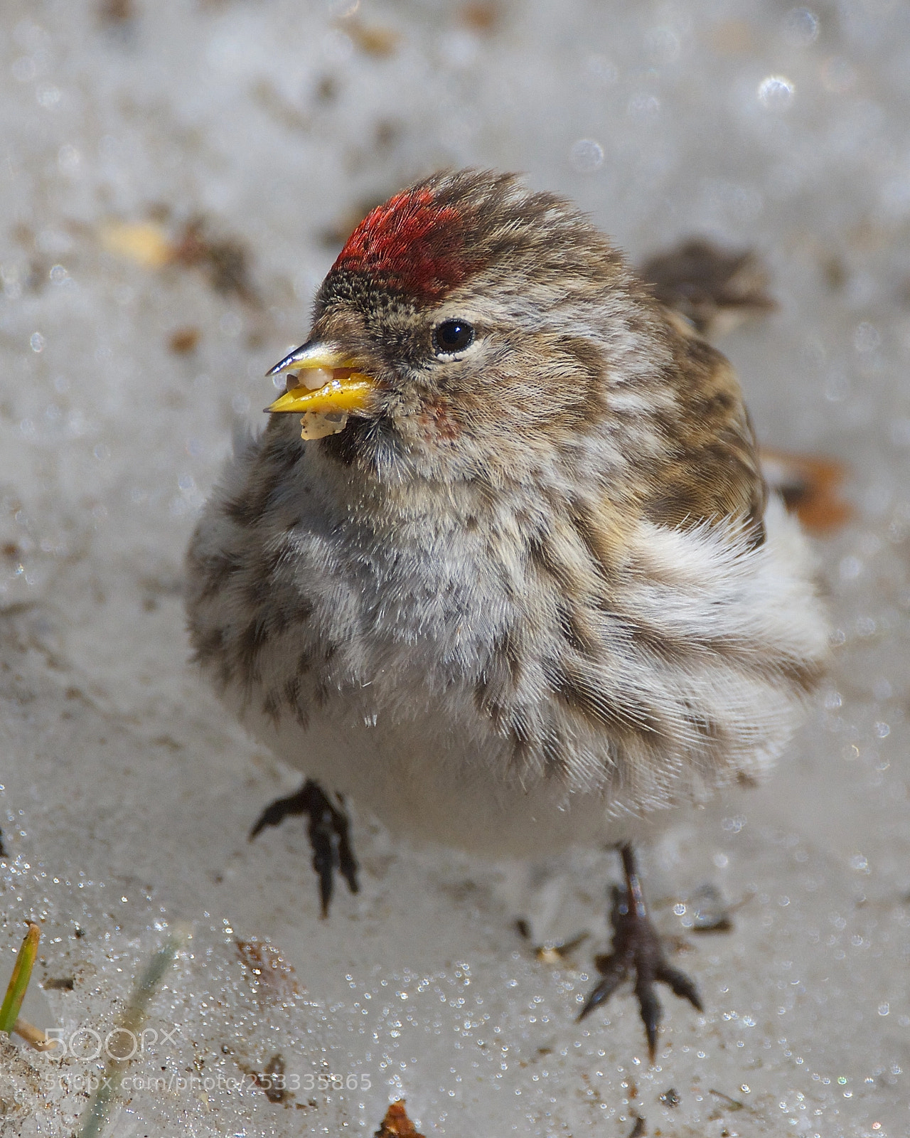 Nikon D7000 sample photo. Hoary redpoll photography