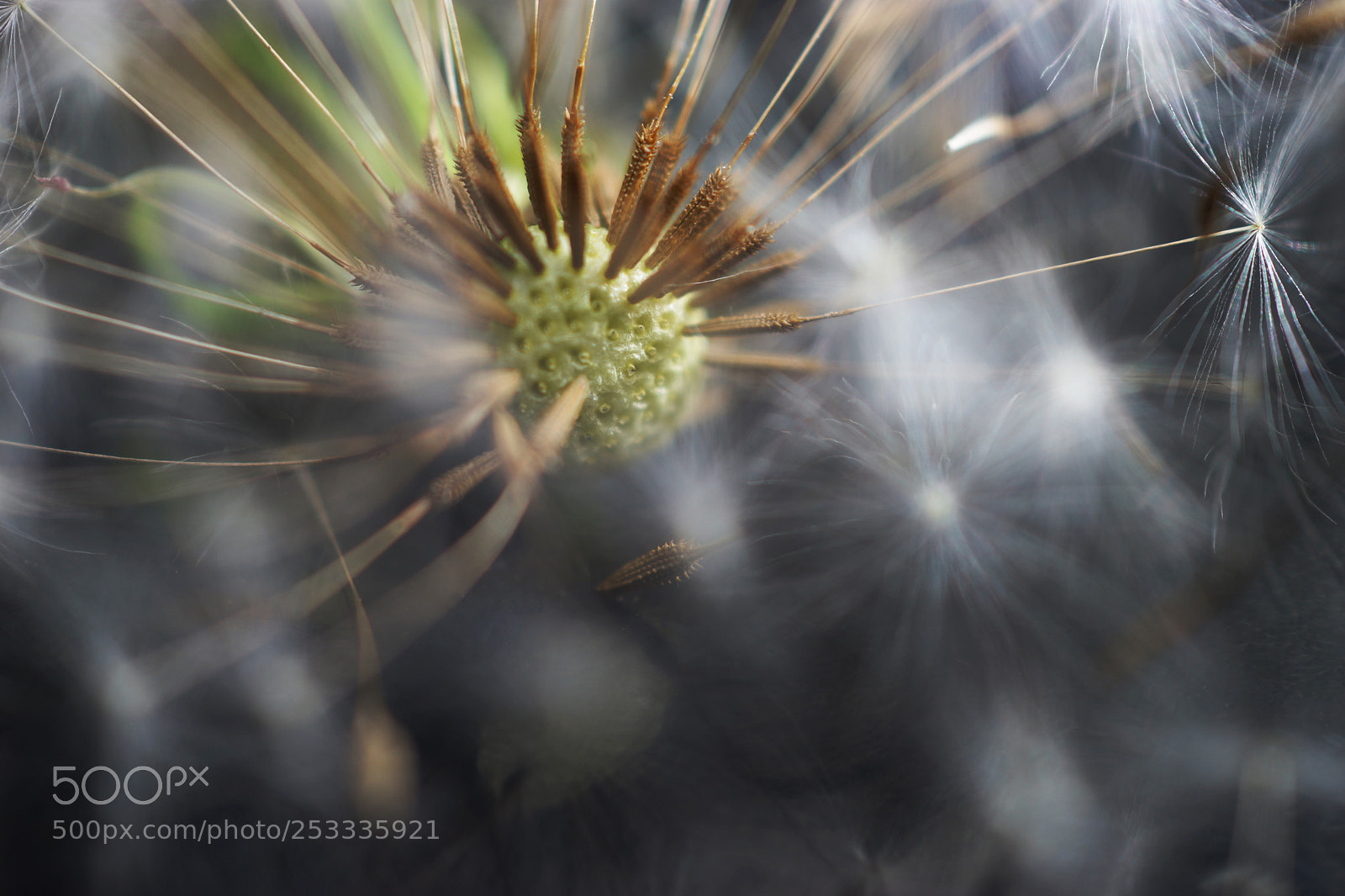 Sony SLT-A99V sample photo. Dandelion photography
