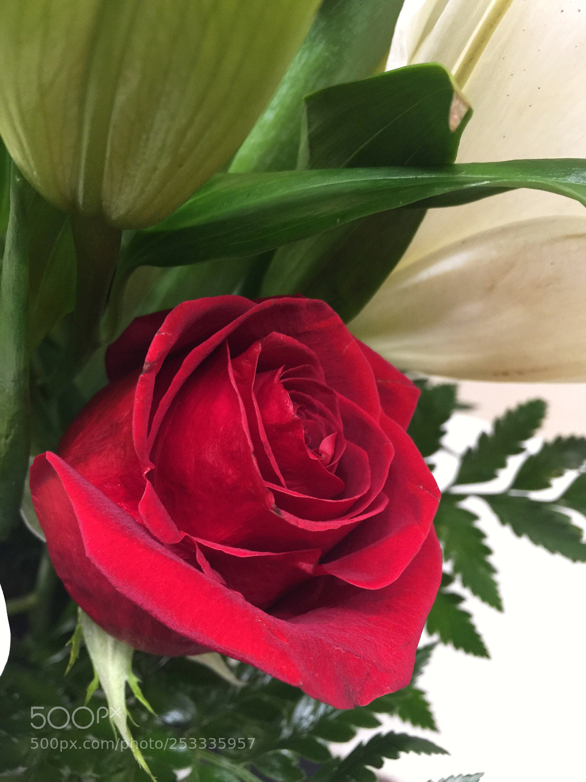 Apple iPhone 6 Plus sample photo. Today’s flower ?  photography