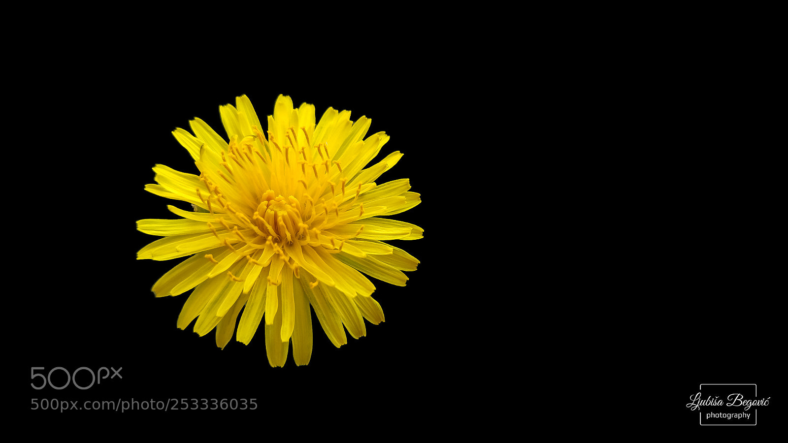 LG G4 sample photo. Yellow flower photography