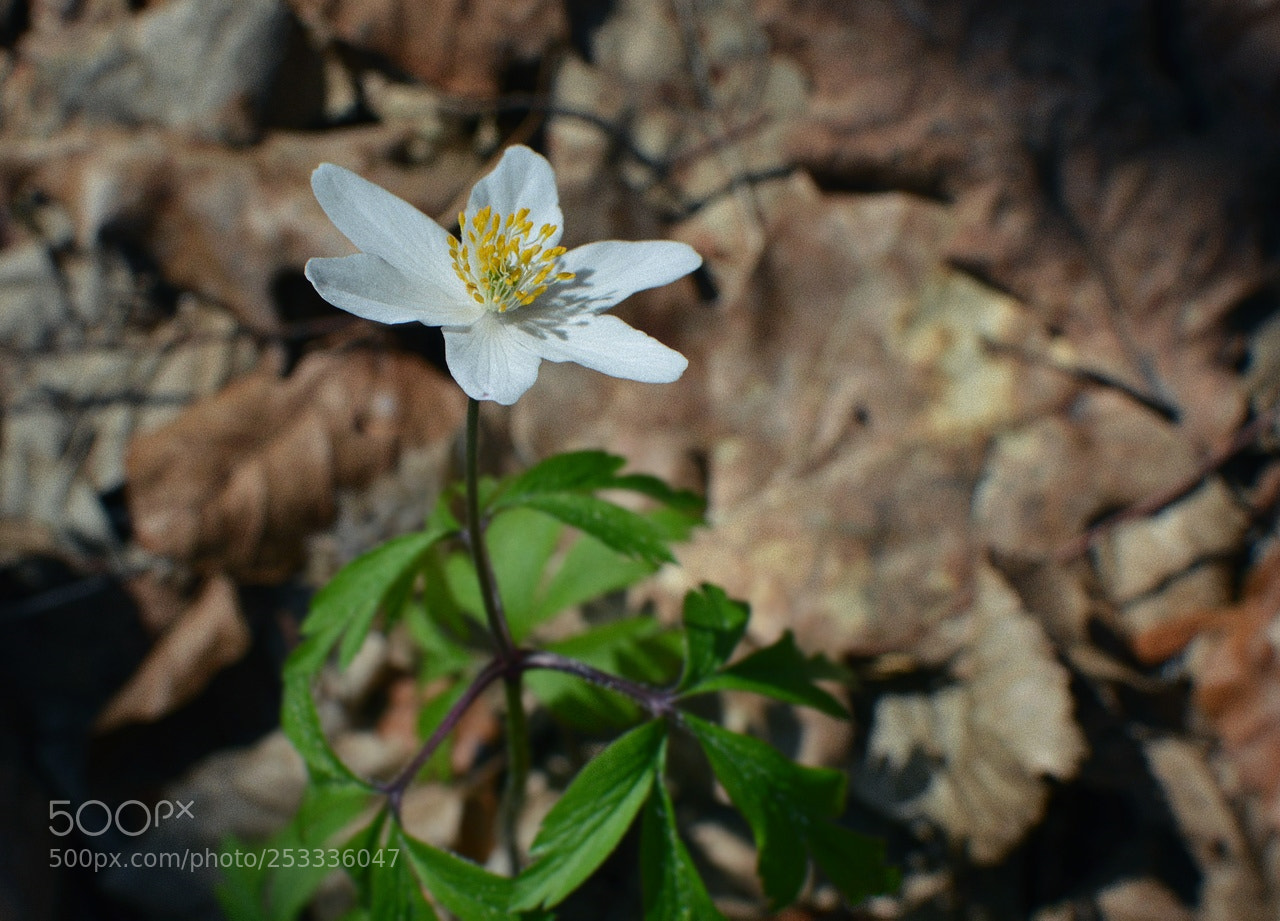 Nikon D3200 + Nikon AF-S DX Nikkor 35mm F1.8G sample photo. *** photography