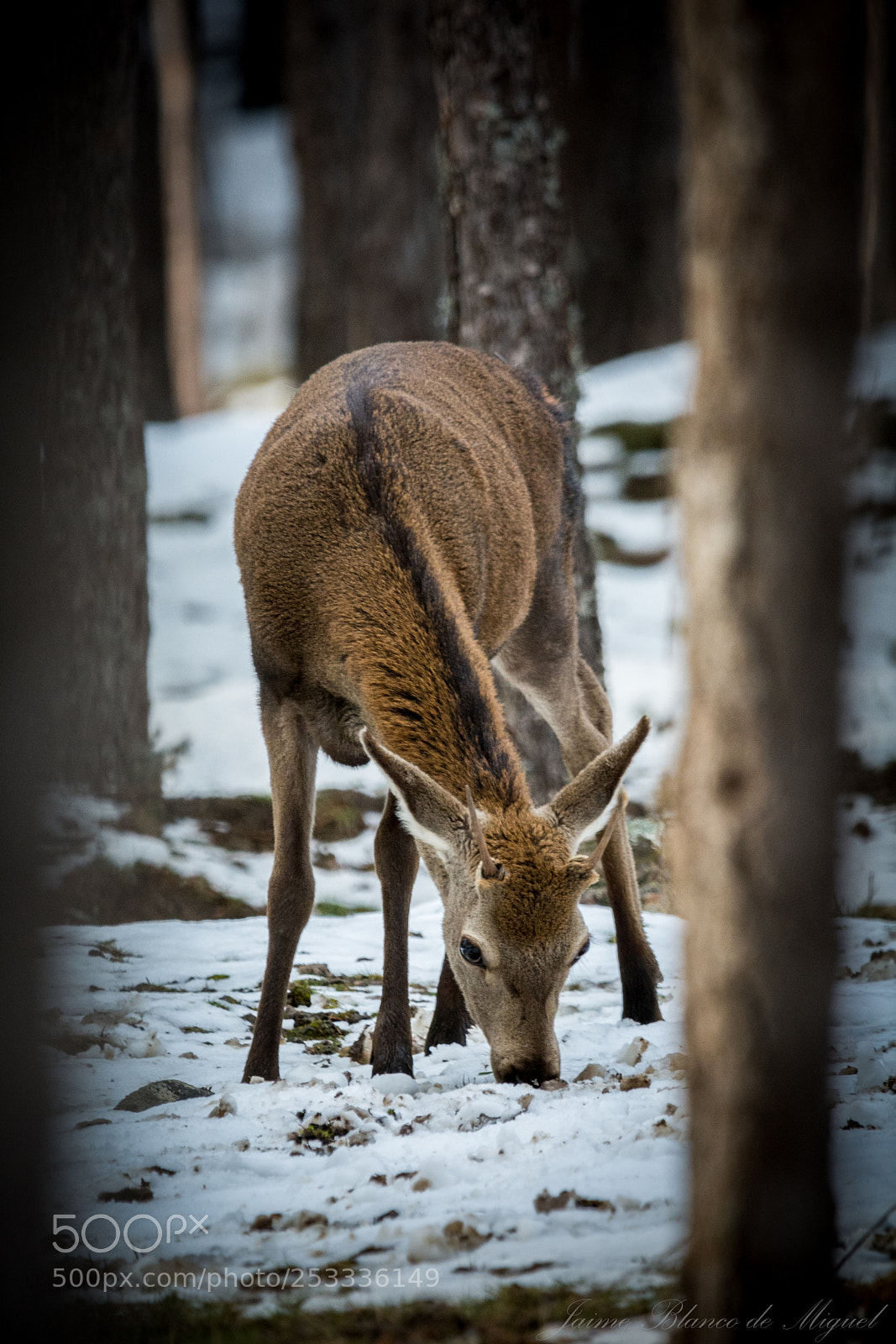 Nikon D7100 sample photo. Untitled photography