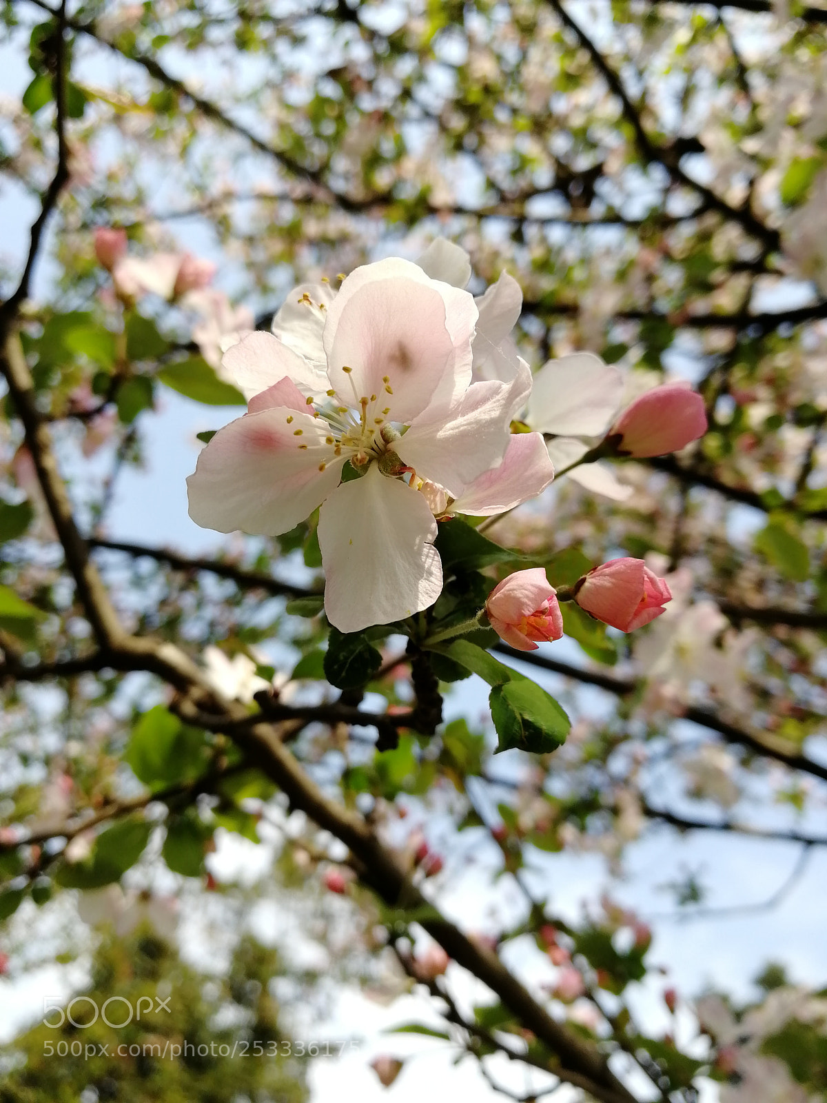 HUAWEI Honor 9 sample photo. Untitled photography