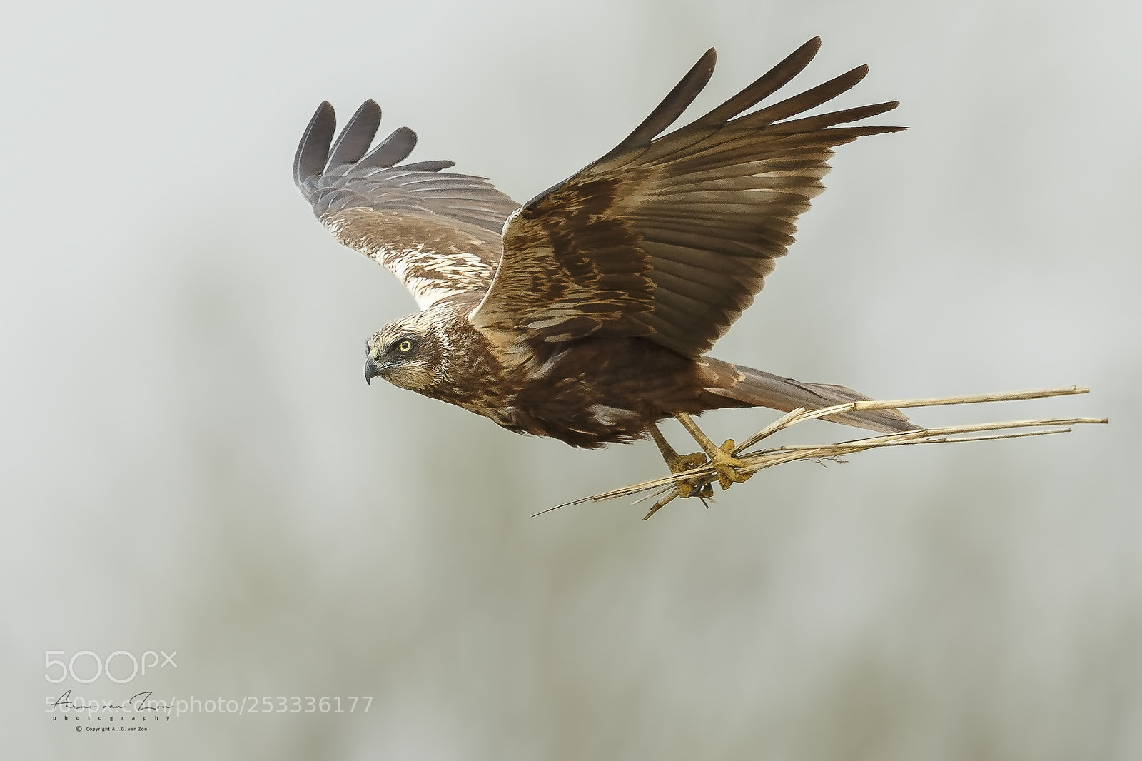 Canon EOS-1D X sample photo. Marsh harrier... photography