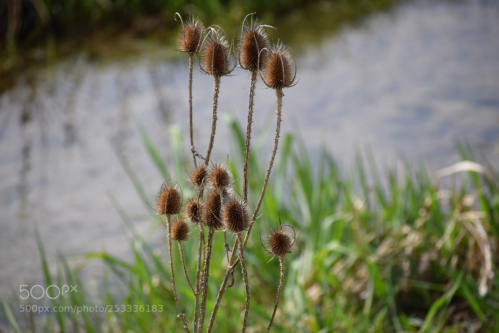 Nikon D3300 sample photo. Carduus photography