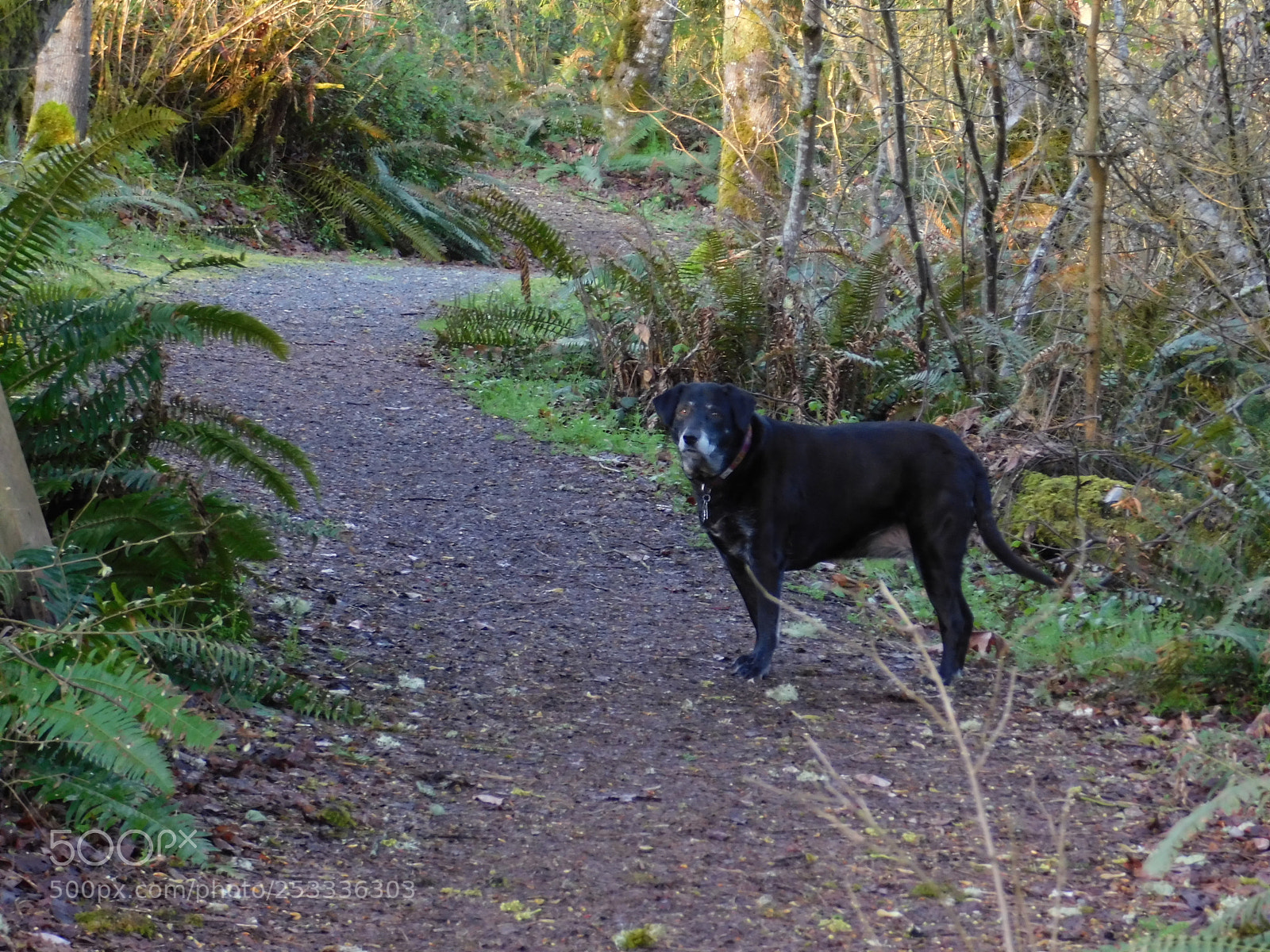 Nikon Coolpix B500 sample photo. Morning walk dupont wa photography