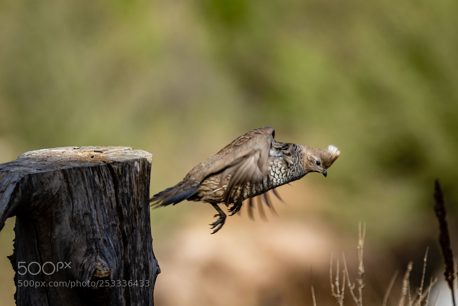 Canon EOS 7D Mark II sample photo. The jump photography