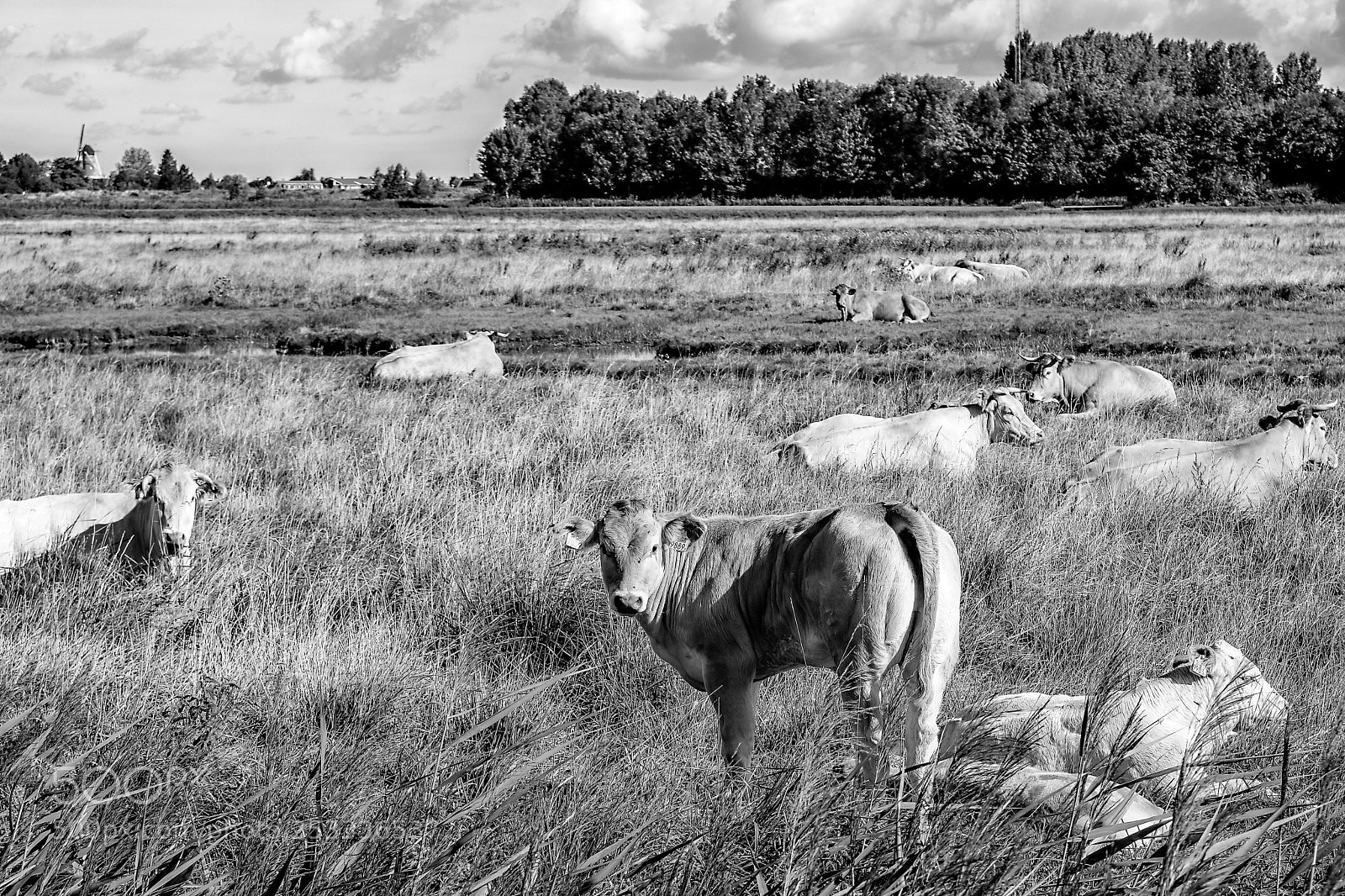 Canon EOS 750D (EOS Rebel T6i / EOS Kiss X8i) sample photo. Cows photography
