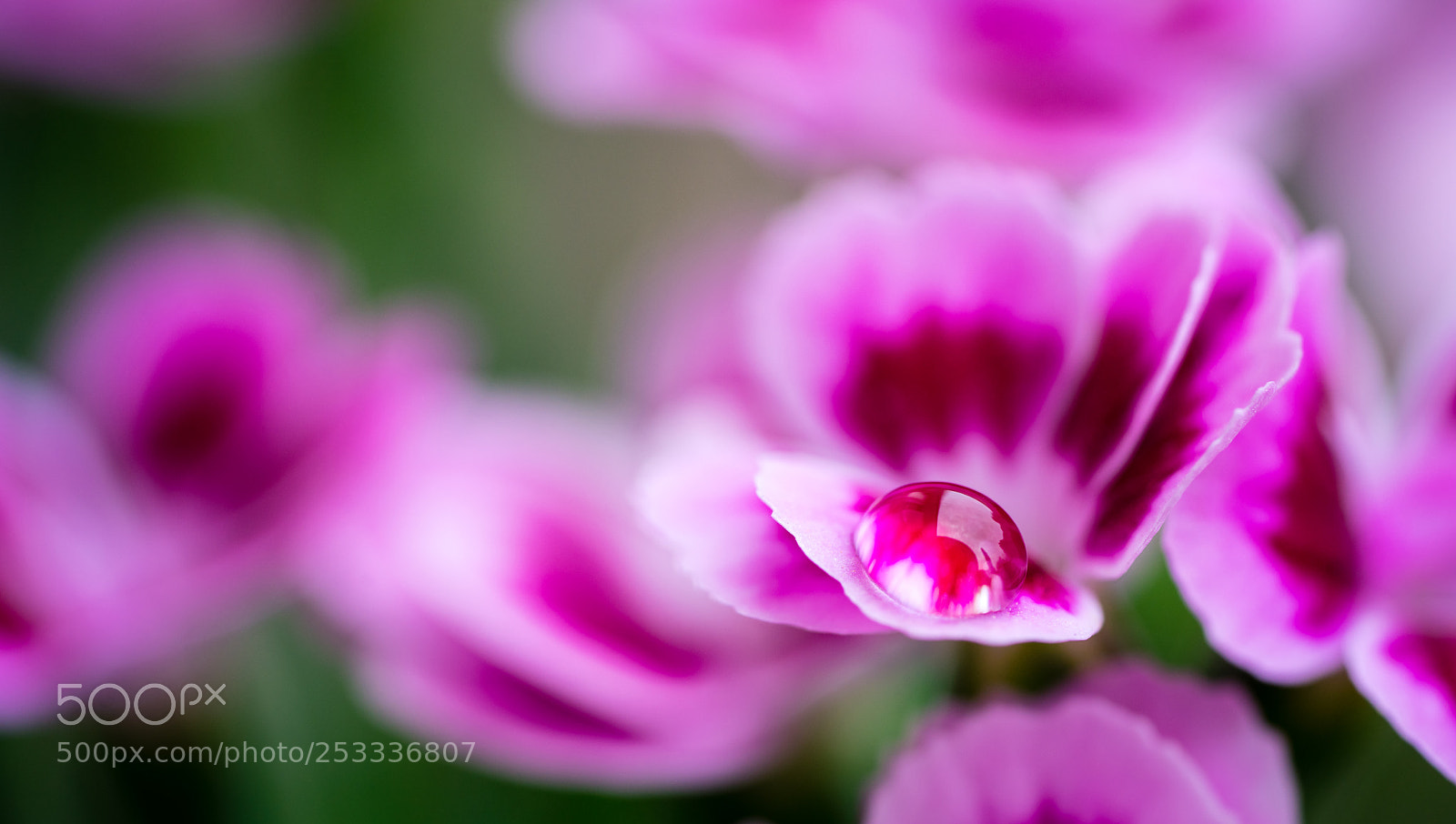 Sony a7R II sample photo. Flowers, bokeh and one photography