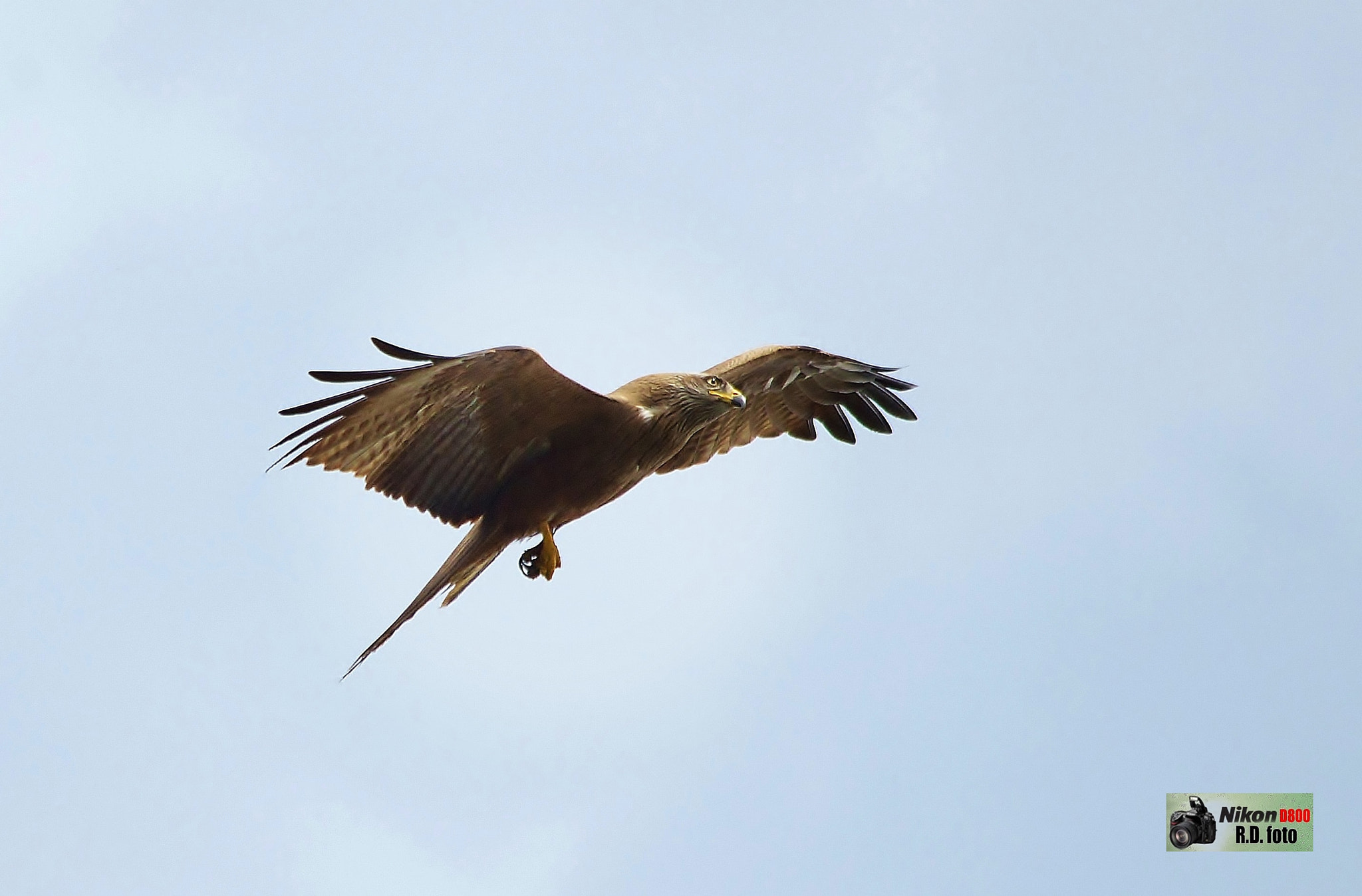 Nikon D800 + Sigma 150-500mm F5-6.3 DG OS HSM sample photo. Nibbio bruno..."su le ali della libertà" photography