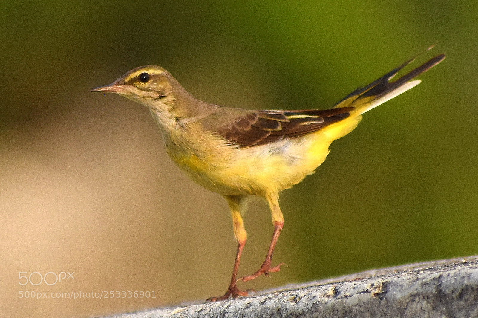 Nikon D7200 sample photo. Yellow wagtail photography