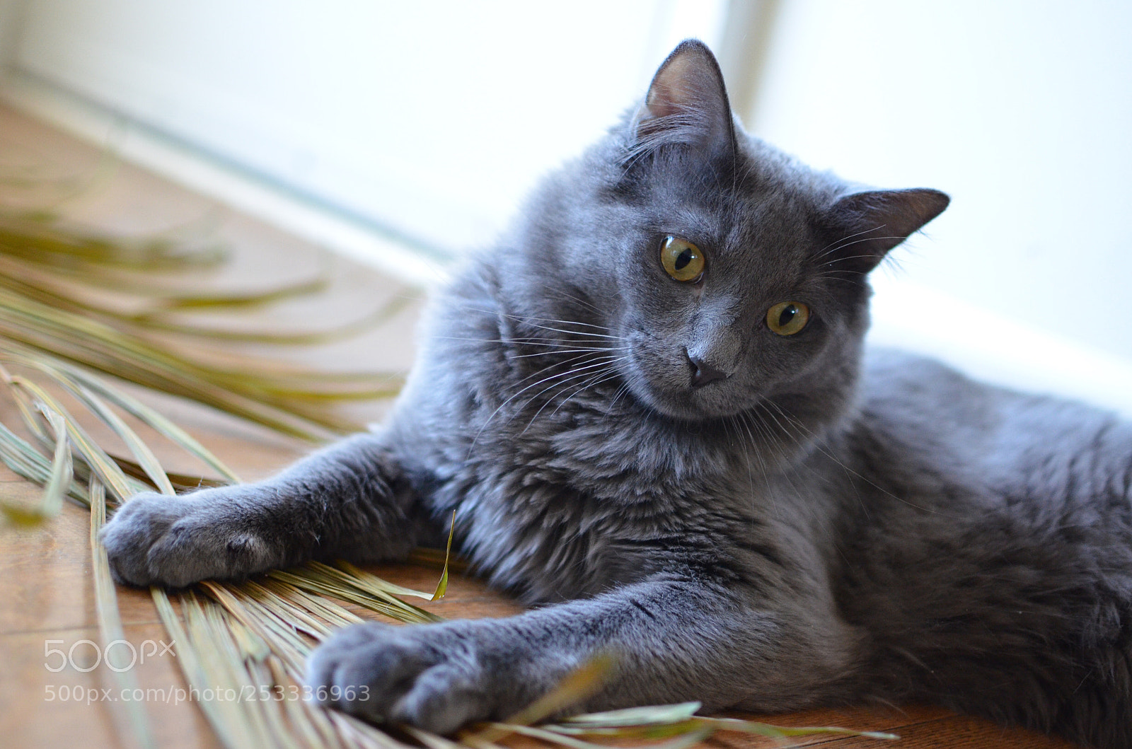 Nikon D5100 sample photo. Venus photography