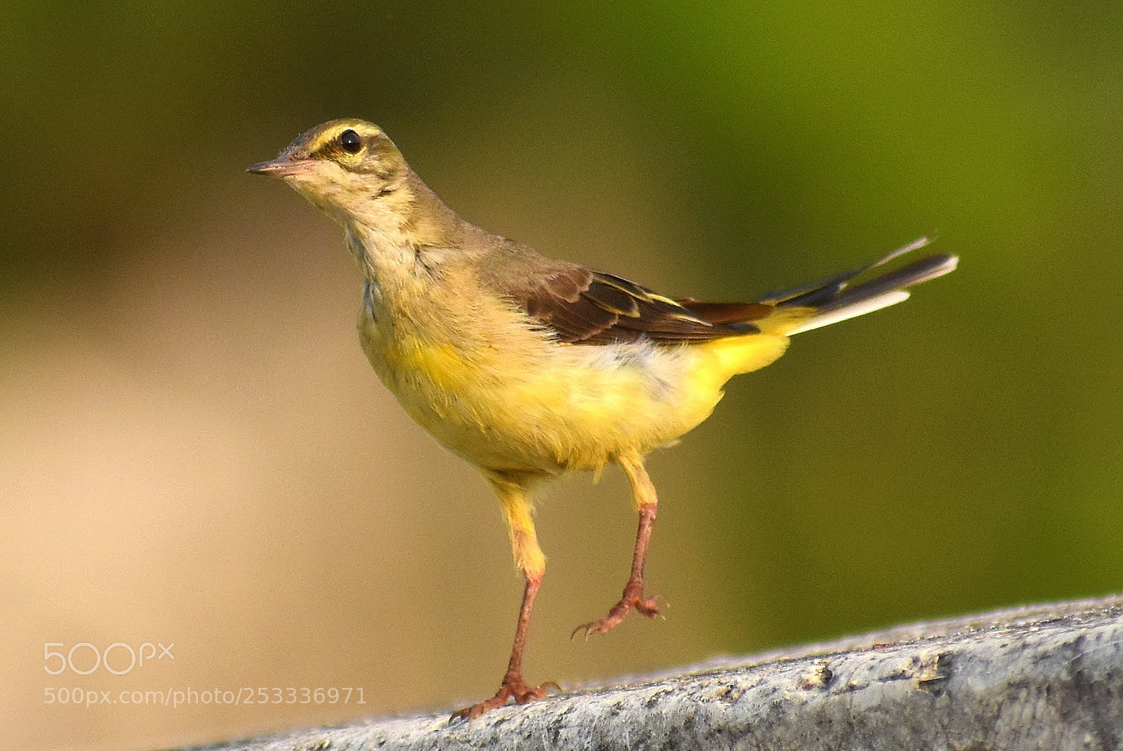 Nikon D7200 sample photo. Yellow wagtail photography