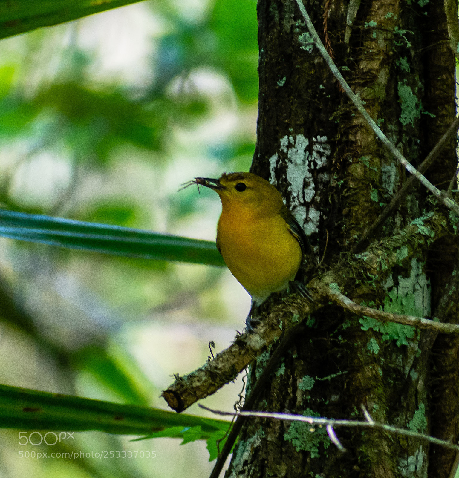 Nikon D7200 sample photo. Prothonatary warbler photography