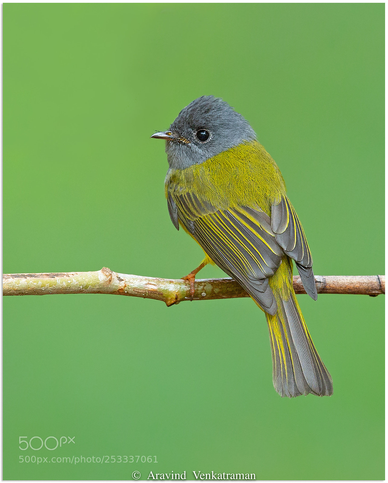 Canon EOS-1D X sample photo. Grey headed canary flycatcher photography