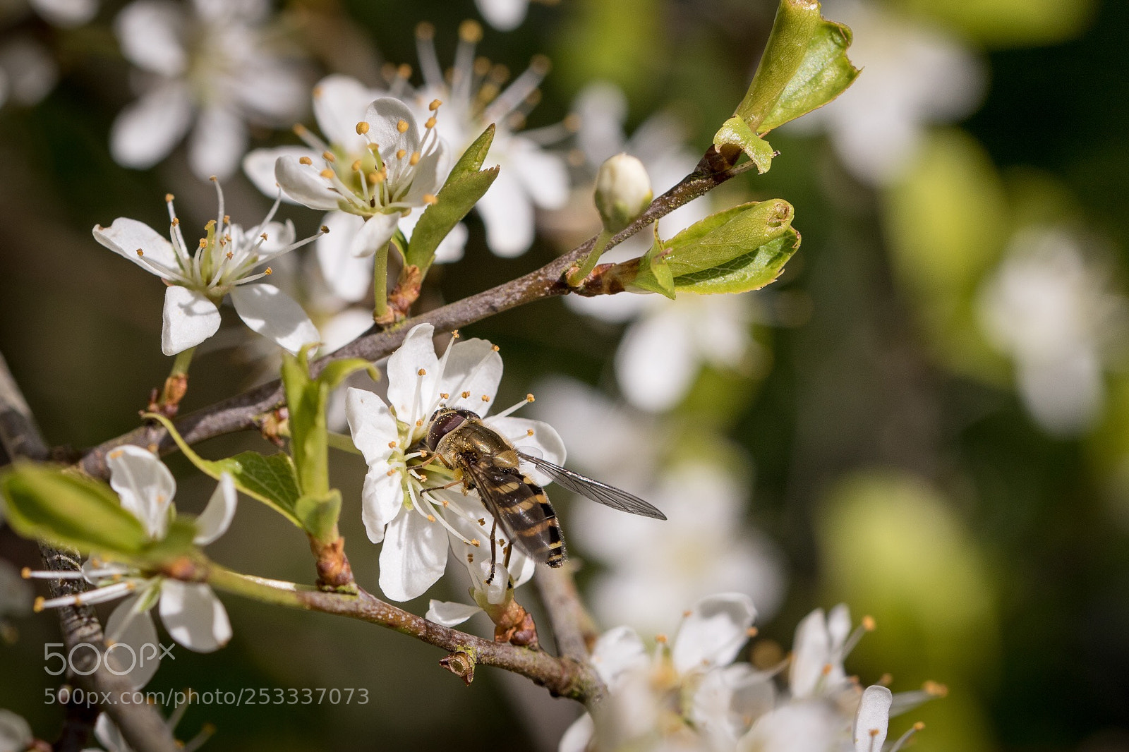 Canon EOS 7D Mark II sample photo. Spring photography