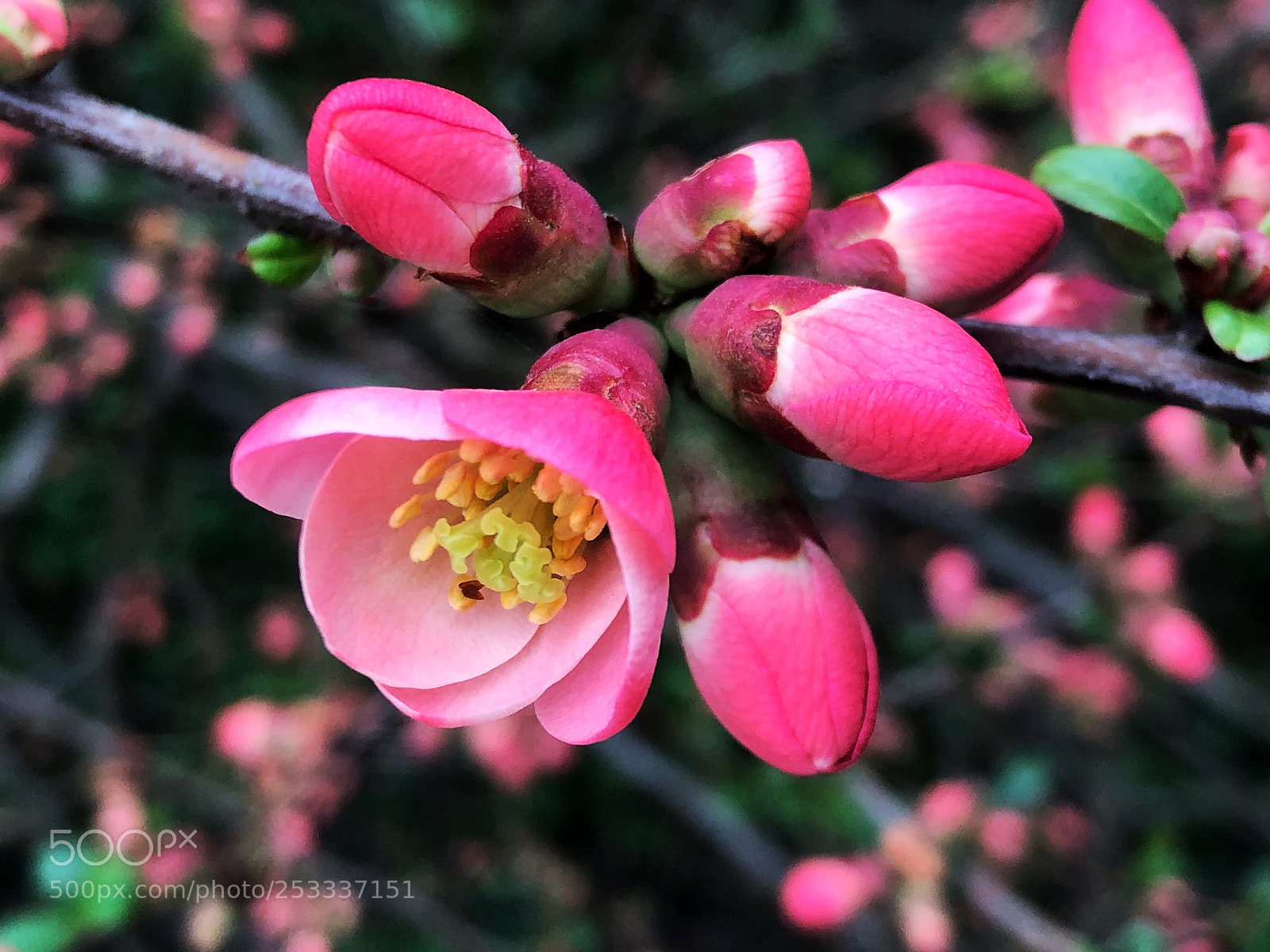 Apple iPhone X sample photo. Spring photography