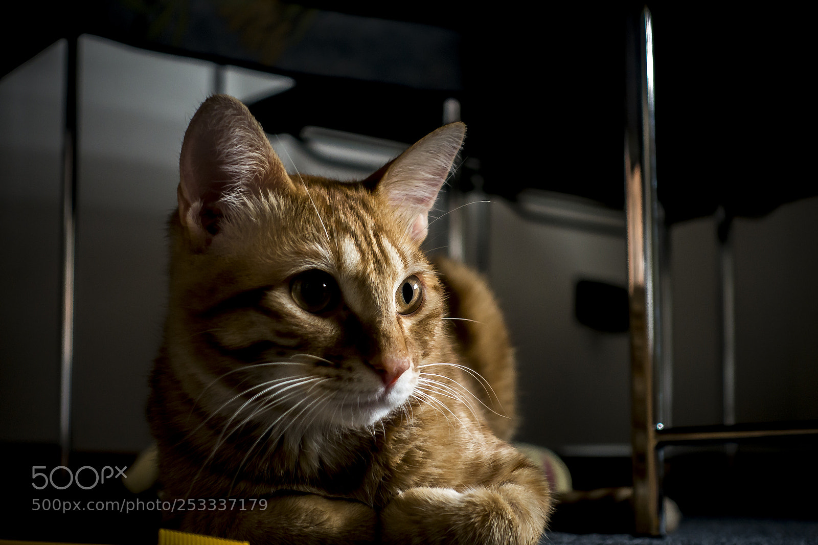 Sony Cyber-shot DSC-RX100 III sample photo. The red cat photography
