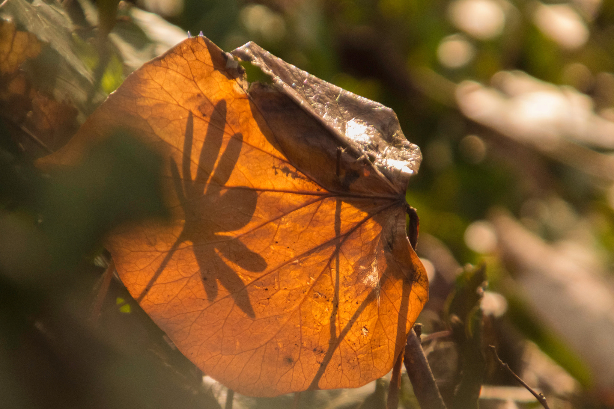 Fujifilm FinePix HS50 EXR sample photo. Through the leaf photography