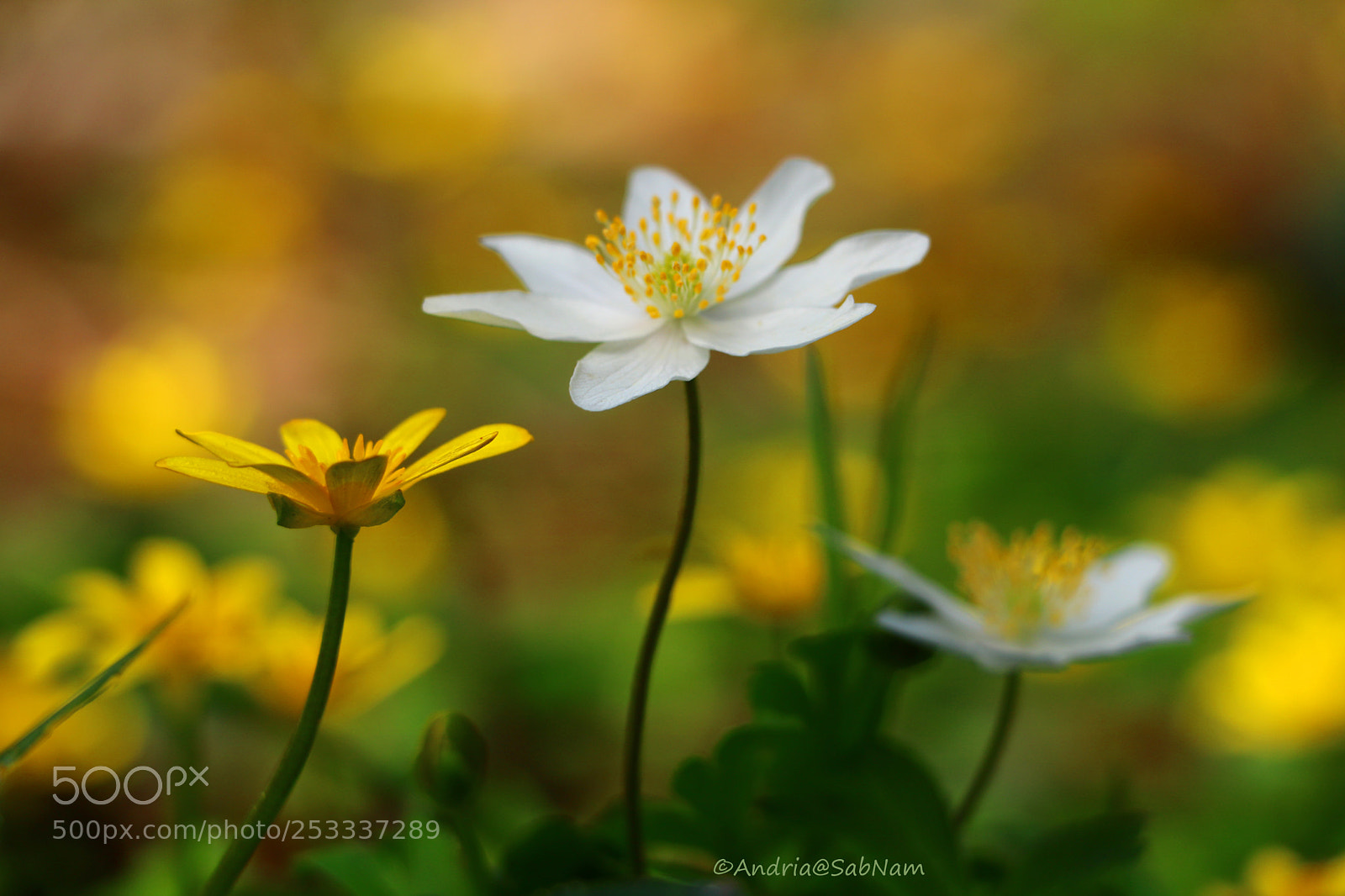 Canon EOS 750D (EOS Rebel T6i / EOS Kiss X8i) sample photo. Spring flowers photography