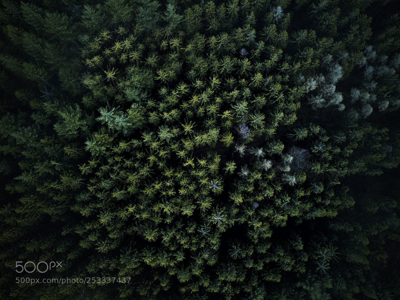 DJI FC220 sample photo. ---life in the woods--- photography