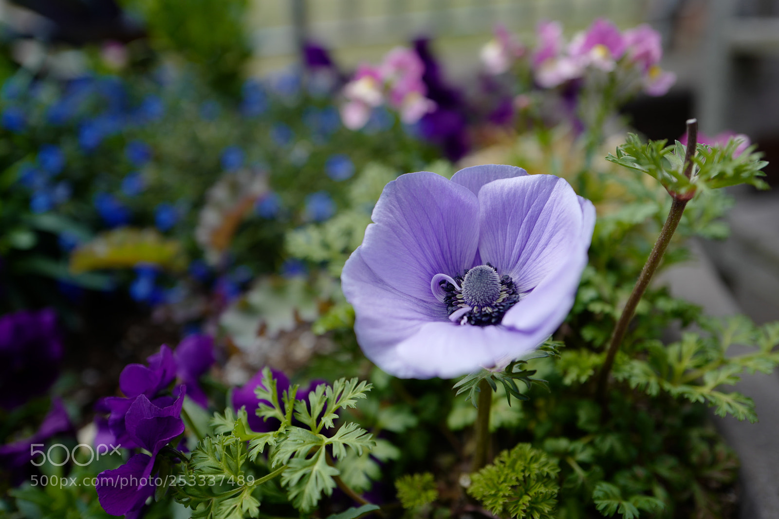 Leica Q (Typ 116) sample photo. Meadowlark gardens photography
