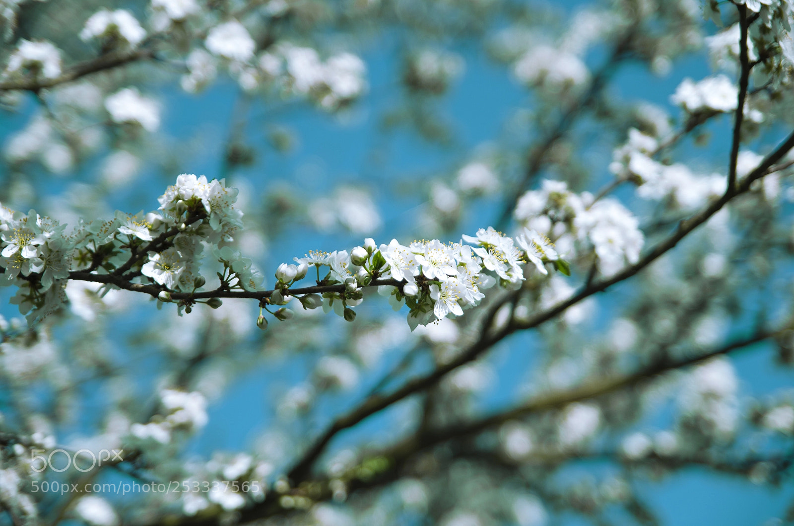 Nikon D5100 sample photo. Spring photography