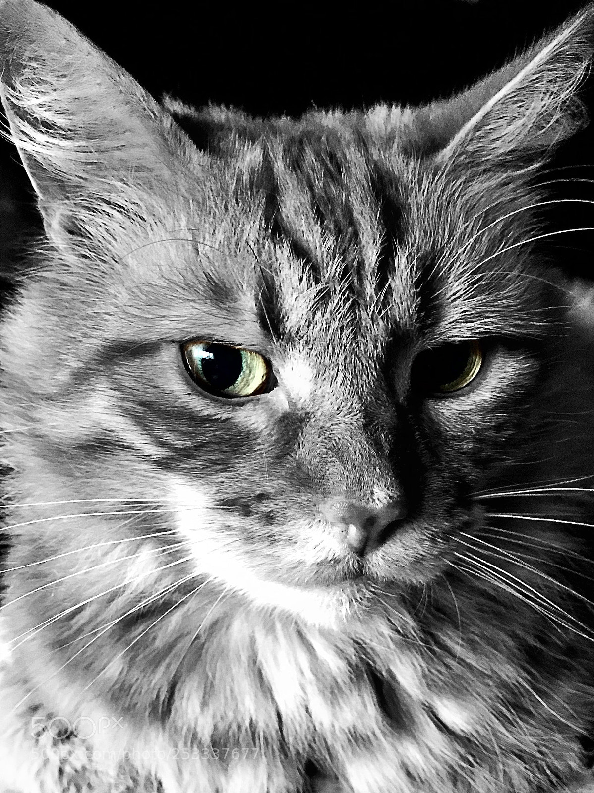 Apple iPhone 7 sample photo. Eye see you  photography