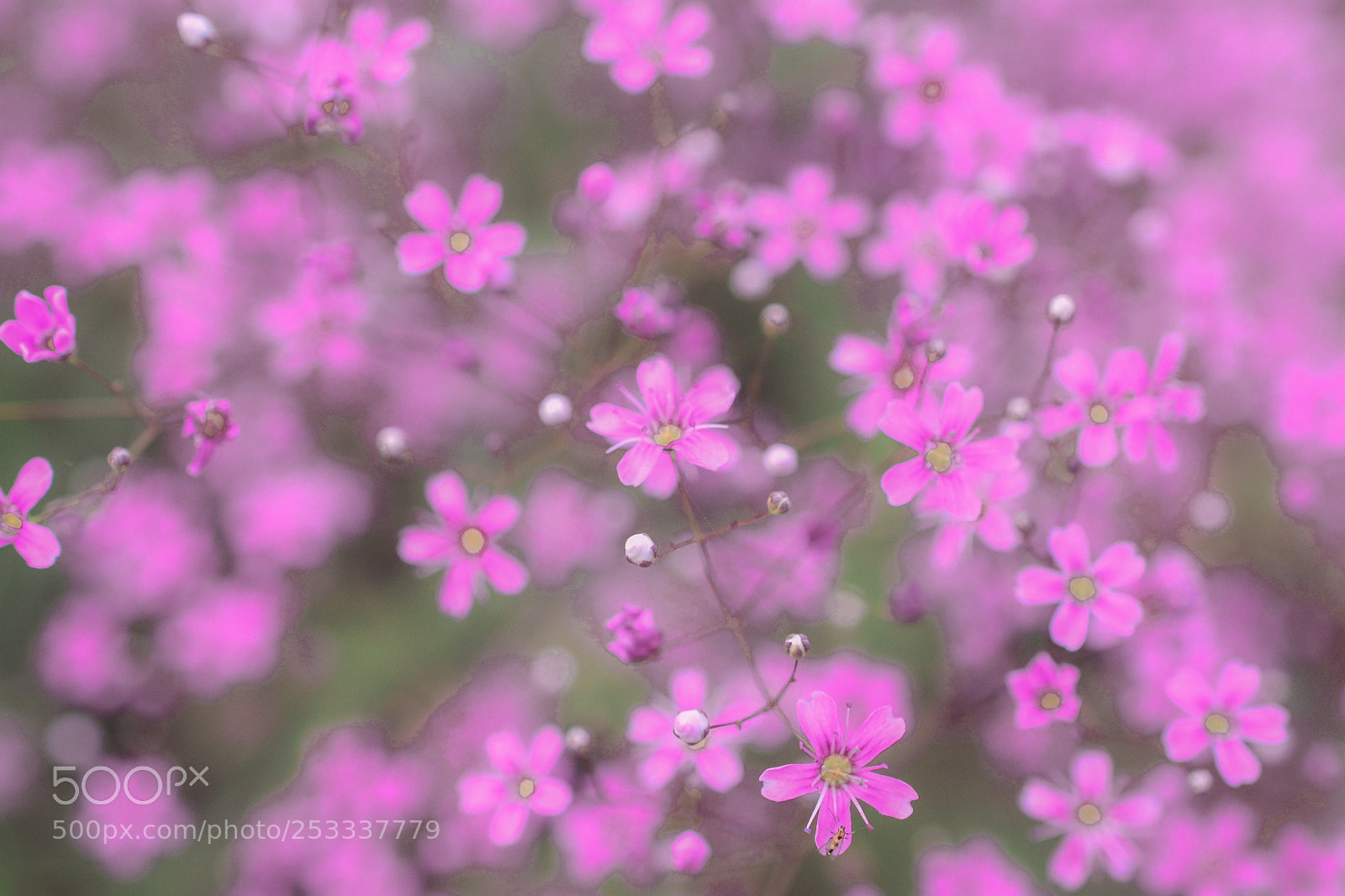 Nikon D5200 sample photo. Small small pink flowers  photography
