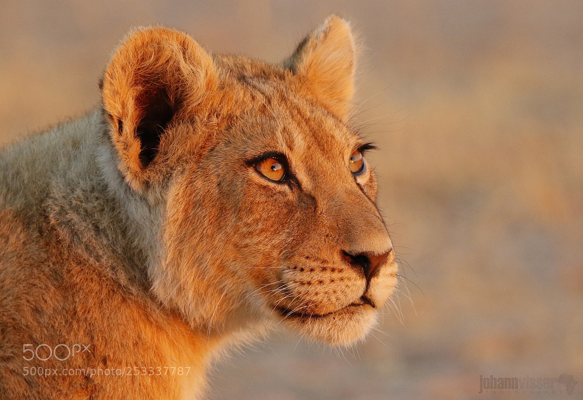 Canon EOS 7D Mark II sample photo. Lion cub in shades photography