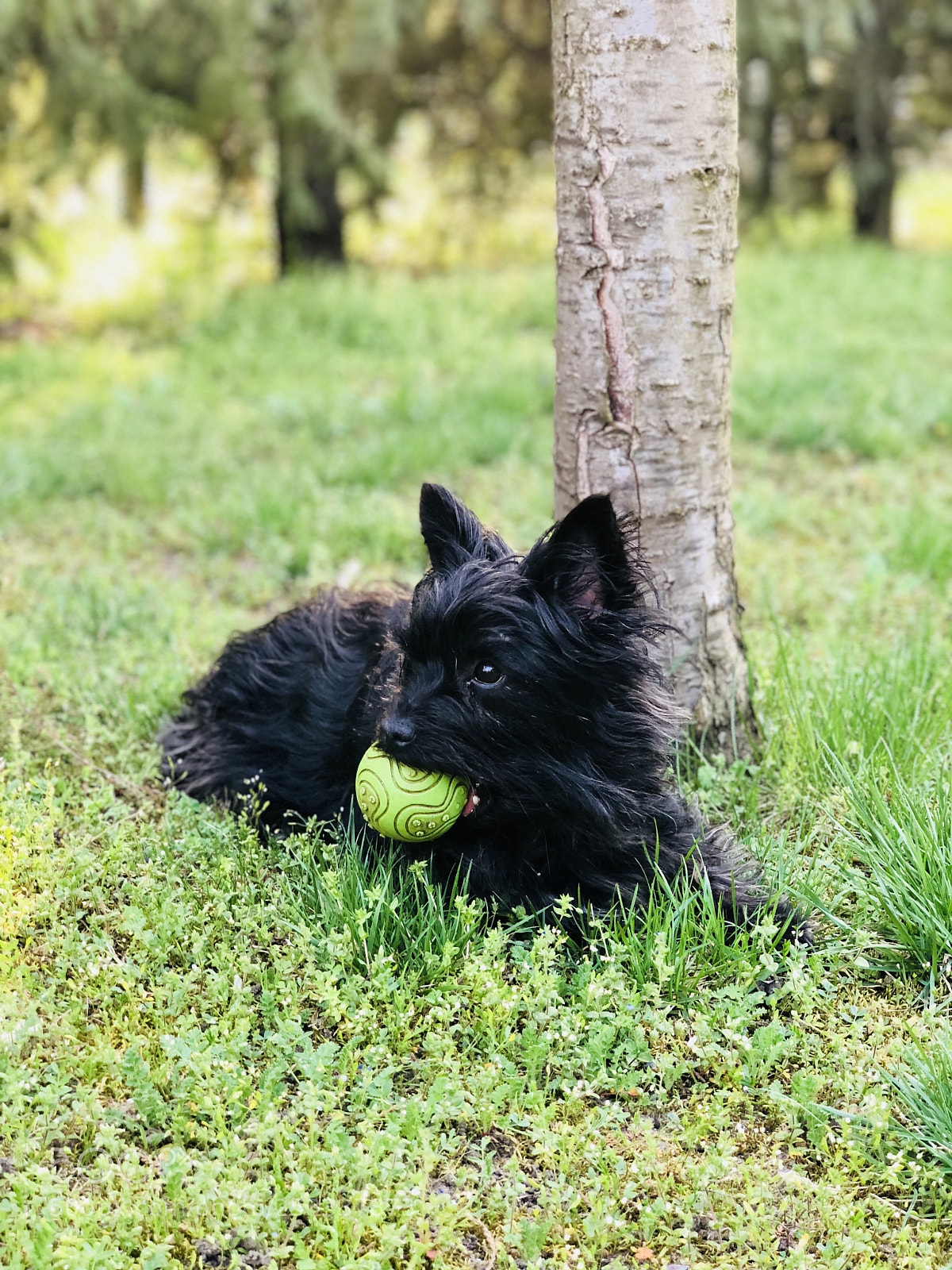 Apple iPhone 8 Plus sample photo. Untitled photography