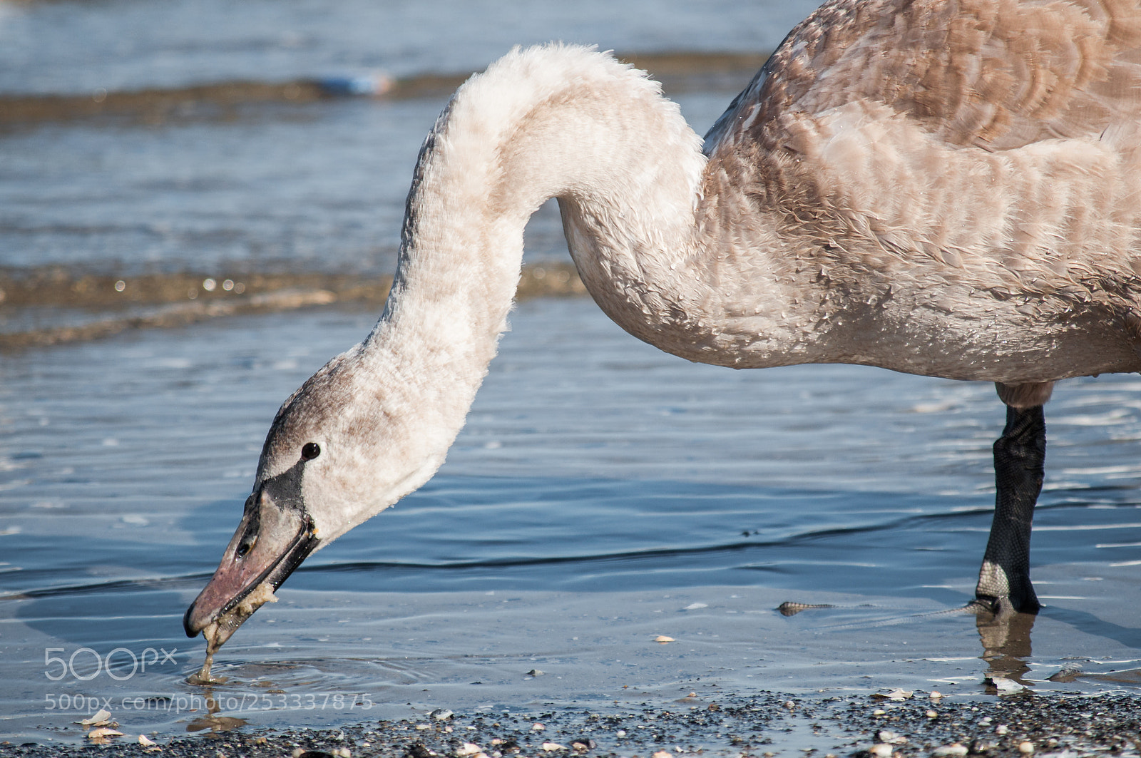 Nikon D5000 sample photo. Gray swan photography