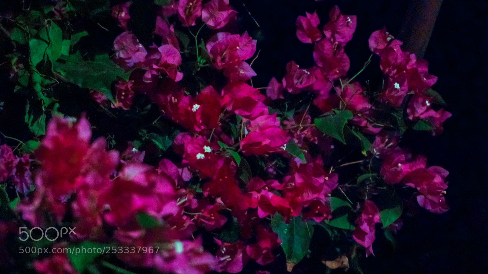 Sony a6300 sample photo. Untitled photography