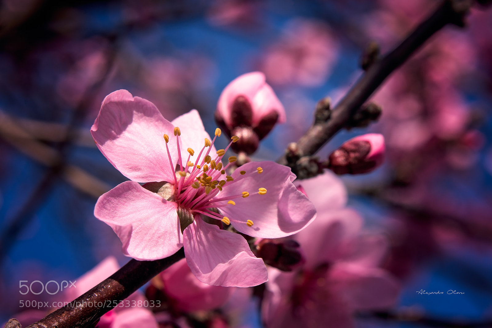 Nikon D7200 sample photo. Spring time photography