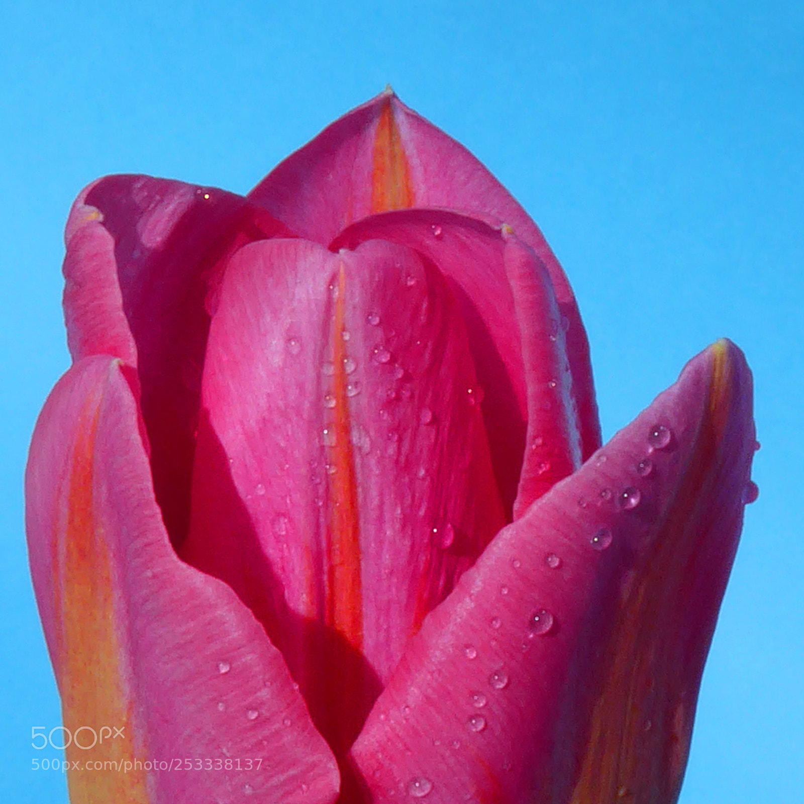 Panasonic Lumix DMC-ZS50 (Lumix DMC-TZ70) sample photo. Tulip photography