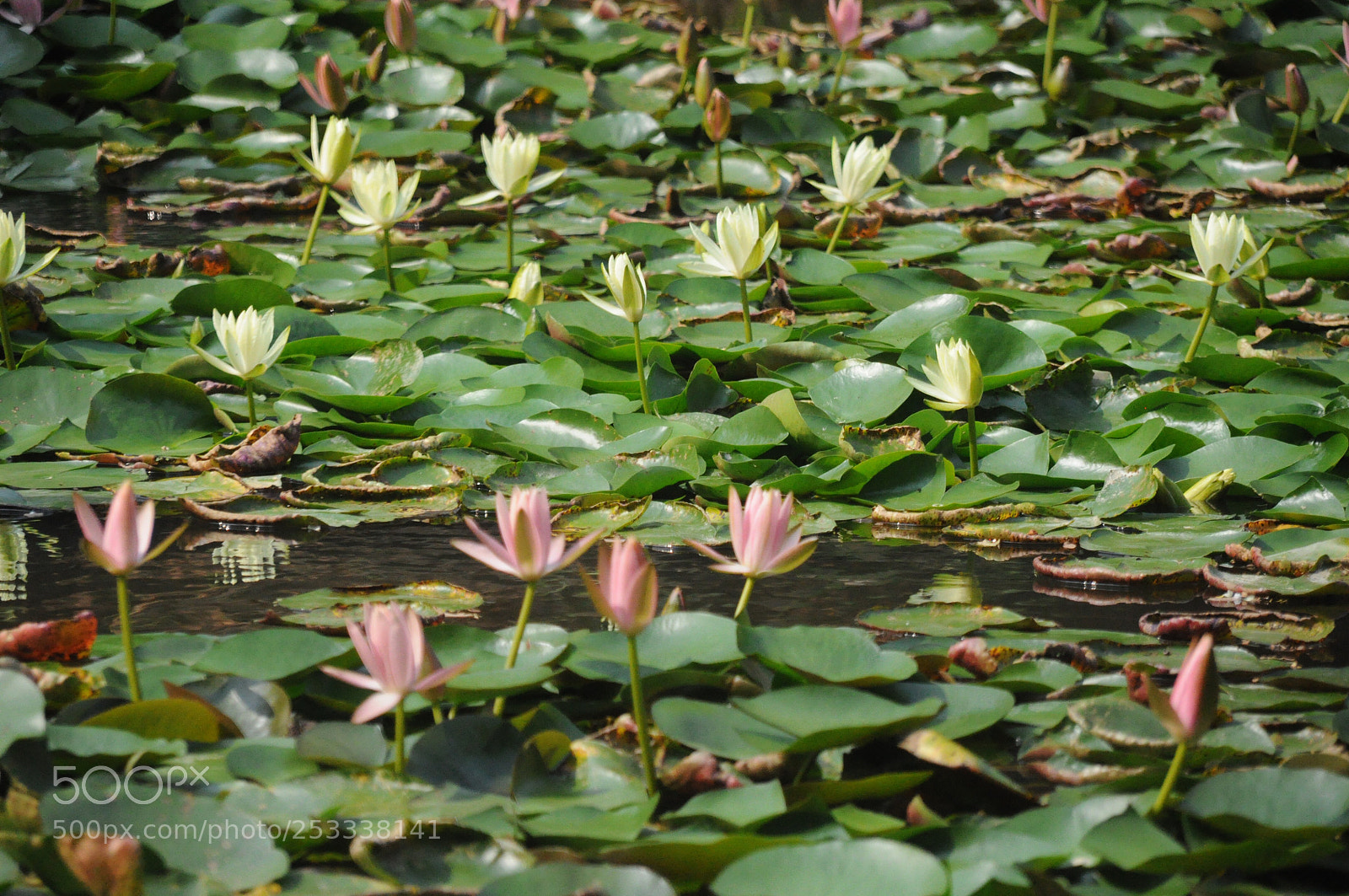 Nikon D90 sample photo. Lotus pond2 photography