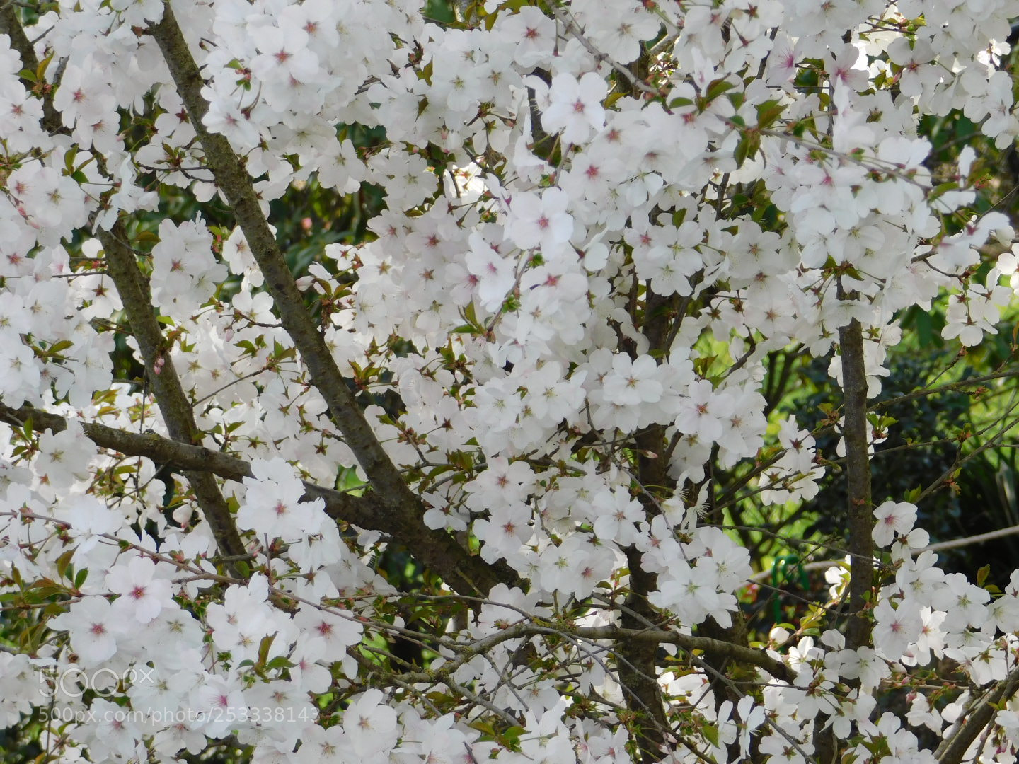 Nikon Coolpix B500 sample photo. Untitled photography
